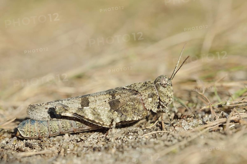 Blue Band-winged Grasshopper (Oedipoda caerulescens), North Rhine-Westphalia, Germany