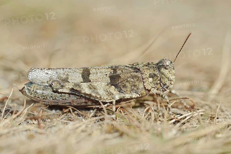 Blue Band-winged Grasshopper (Oedipoda caerulescens), North Rhine-Westphalia, Germany