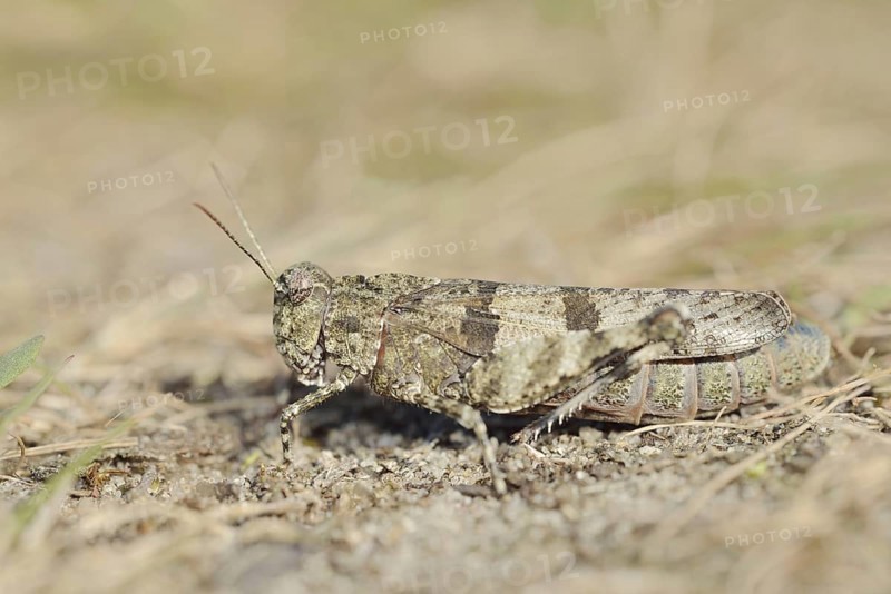 Blue Band-winged Grasshopper (Oedipoda caerulescens), North Rhine-Westphalia, Germany