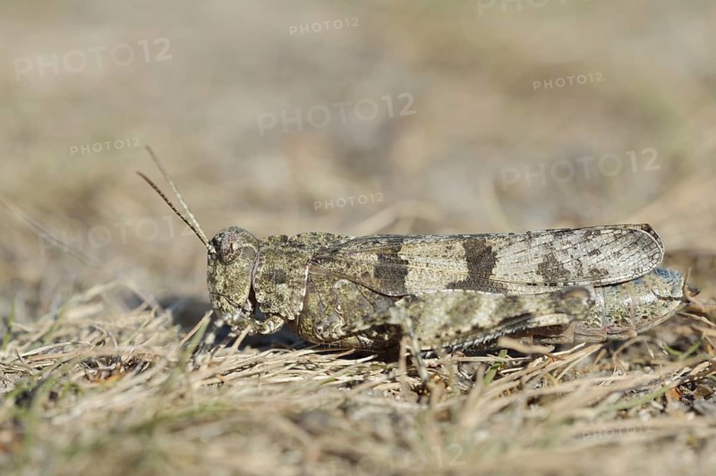 Blue Band-winged Grasshopper (Oedipoda caerulescens), North Rhine-Westphalia, Germany
