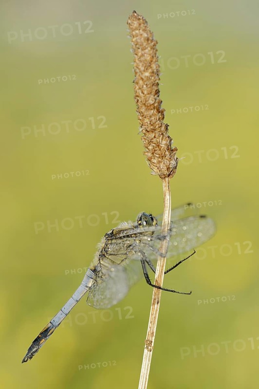 Black-tailed Skimmer (Orthetrum cancellatum), male, North Rhine-Westphalia, Germany