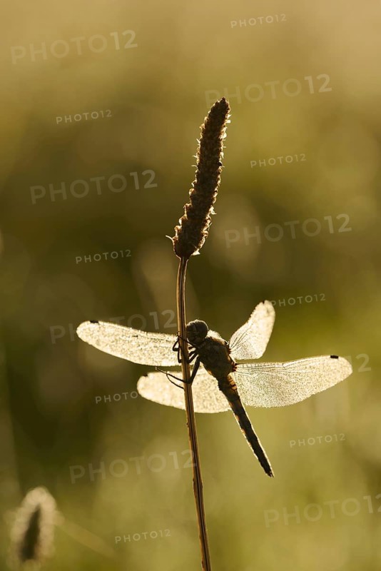 Black-tailed Skimmer (Orthetrum cancellatum), female with dewdrops against the light, North Rhine-Westphalia, Germany