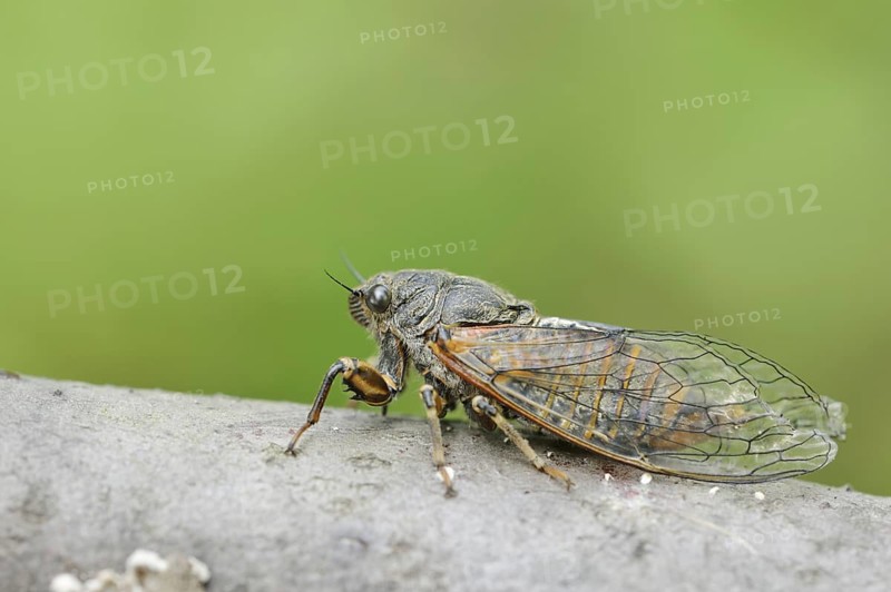 Mountain cicada or mountain cicada (Cicadetta montana), Kaiserstuhl, Baden-Württemberg, Germany