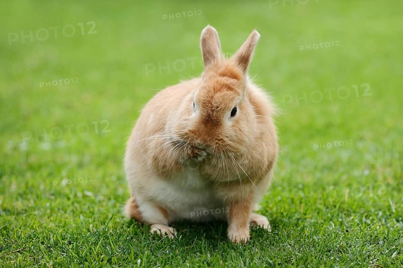 Dwarf rabbit (Oryctolagus cuniculus forma domestica) in a meadow, North Rhine-Westphalia, Germany