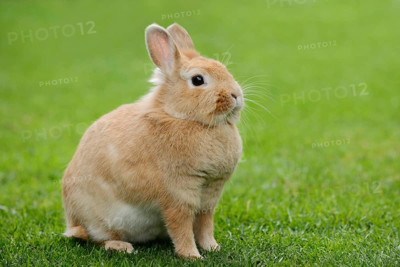 Dwarf rabbit (Oryctolagus cuniculus forma domestica) in a meadow, North Rhine-Westphalia, Germany