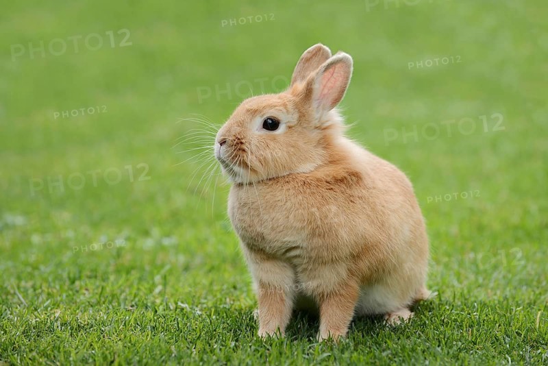Dwarf rabbit (Oryctolagus cuniculus forma domestica) in a meadow, North Rhine-Westphalia, Germany
