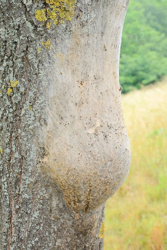Oak processionary moth (Thaumetopoea processionea), nest of caterpillars on a tree trunk, North Rhine-Westphalia, Germany