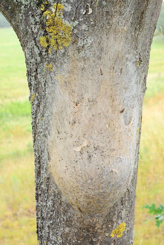 Oak processionary moth (Thaumetopoea processionea), nest of caterpillars on a tree trunk, North Rhine-Westphalia, Germany
