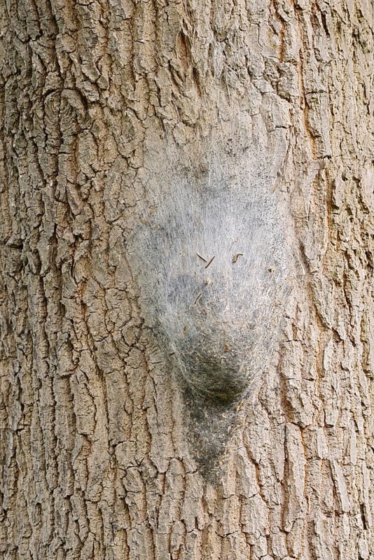 Oak processionary moth (Thaumetopoea processionea), nest of caterpillars on a tree trunk, North Rhine-Westphalia, Germany