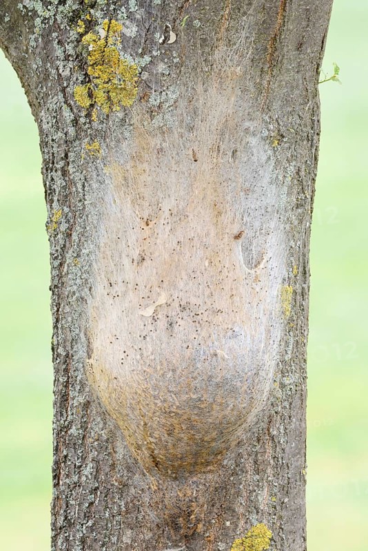 Oak processionary moth (Thaumetopoea processionea), nest of caterpillars on a tree trunk, North Rhine-Westphalia, Germany