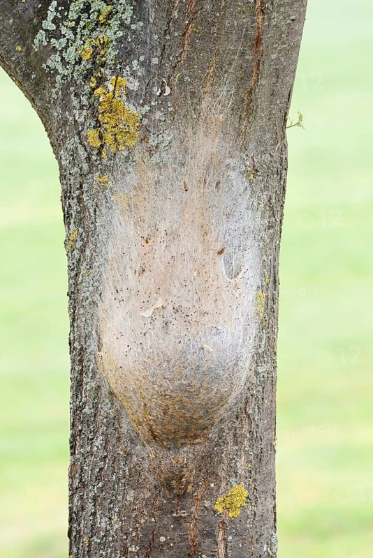 Oak processionary moth (Thaumetopoea processionea), nest of caterpillars on a tree trunk, North Rhine-Westphalia, Germany