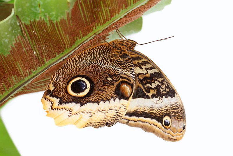 Yellow-banded banana butterfly (Caligo atreus) against a white background, captive, occurring in Central and South America