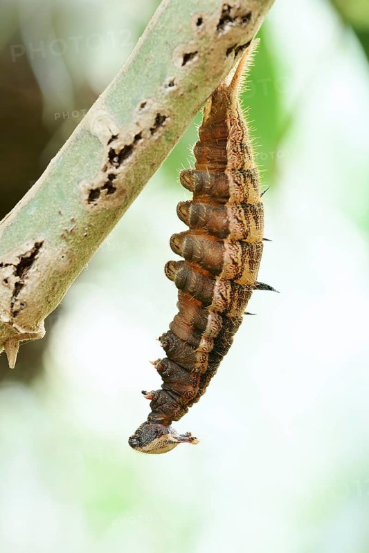 Banana butterfly or fat banana (Pale Owl), caterpillar shortly in front of pupation, captive, occurrence in South America