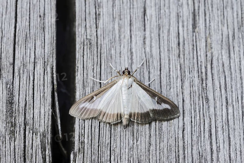 Box tree moth (Cydalima perspectalis) on weathered wood, North Rhine-Westphalia, Germany