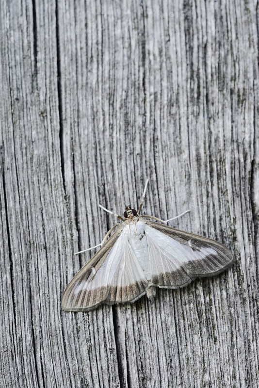 Box tree moth (Cydalima perspectalis) on weathered wood, North Rhine-Westphalia, Germany