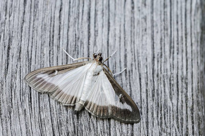 Box tree moth (Cydalima perspectalis) on weathered wood, North Rhine-Westphalia, Germany