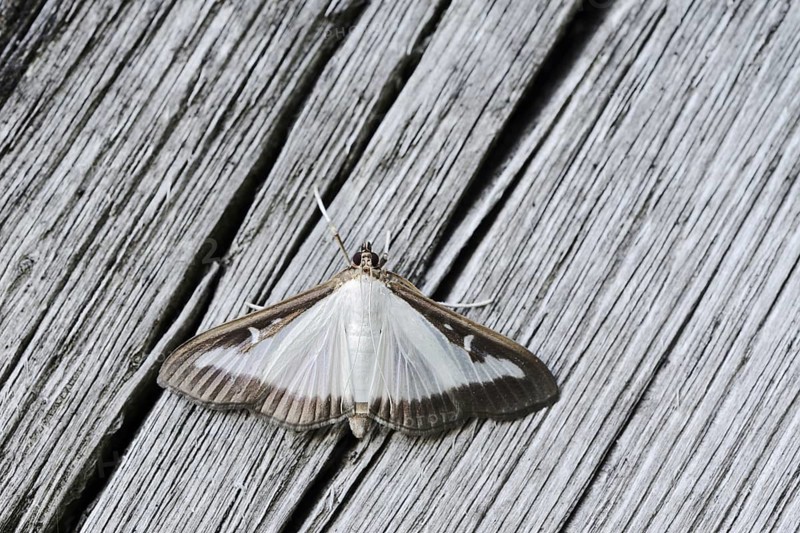 Box tree moth (Cydalima perspectalis) on weathered wood, North Rhine-Westphalia, Germany
