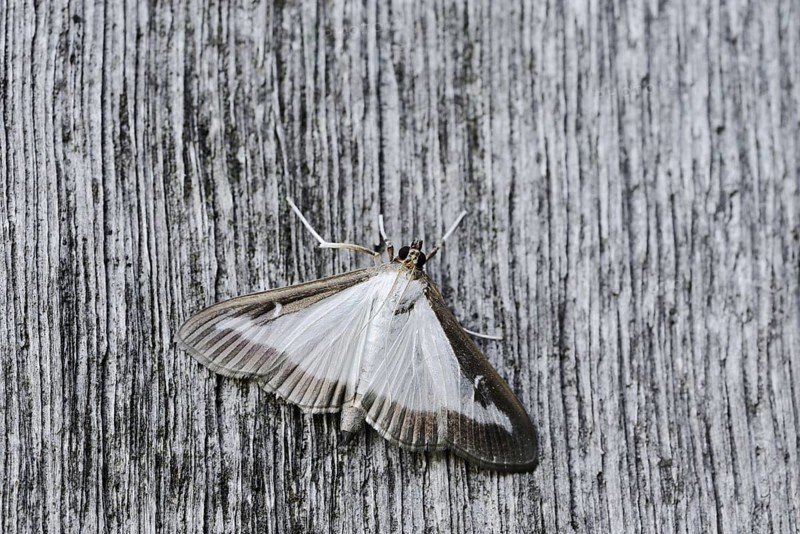 Box tree moth (Cydalima perspectalis) on weathered wood, North Rhine-Westphalia, Germany