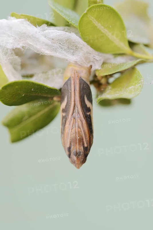 Box tree moth (Cydalima perspectalis), pupa on box tree (Buxus sempervirens), North Rhine-Westphalia, GermanyOn weathered wood