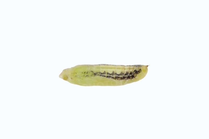 Box tree moth (Cydalima perspectalis), pupa on white background, North Rhine-Westphalia, Germany