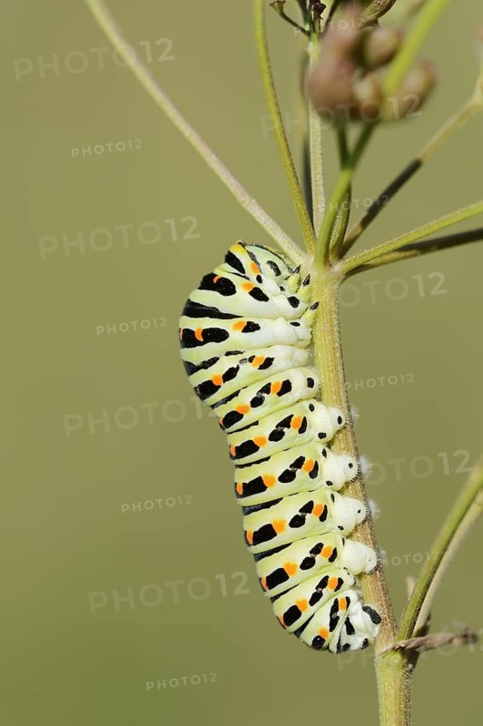 Swallowtail (Papilio machaon), caterpillar, North Rhine-Westphalia, Germany