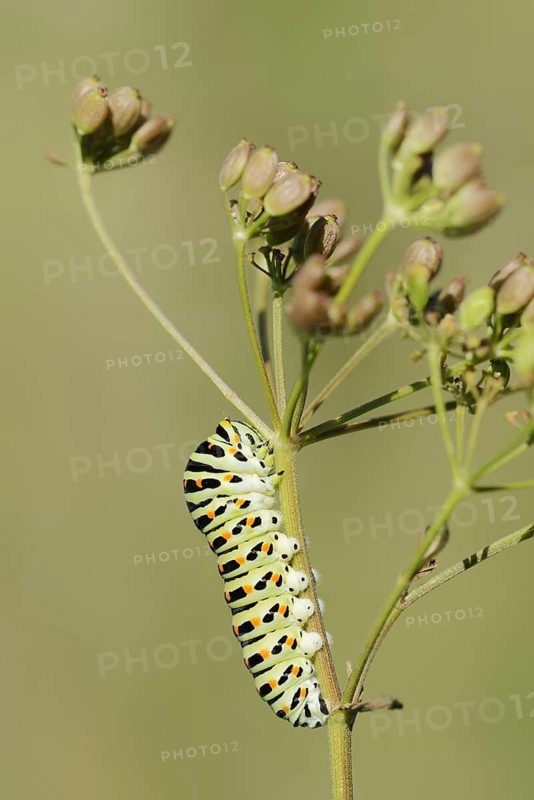 Swallowtail (Papilio machaon), caterpillar, North Rhine-Westphalia, Germany