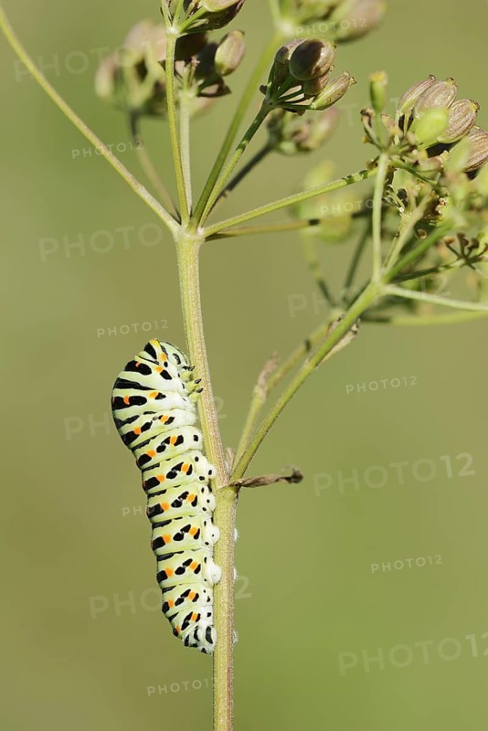 Swallowtail (Papilio machaon), caterpillar, North Rhine-Westphalia, Germany