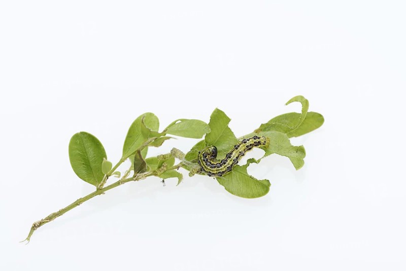 Box tree moth (Cydalima perspectalis), caterpillar on twig of box tree (Buxus sempervirens) on white background, North Rhine-Westphalia, Germany