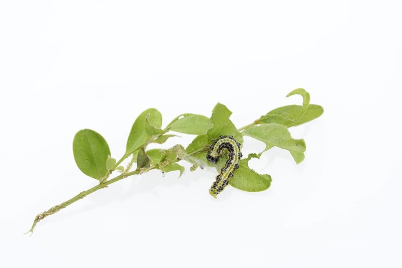 Box tree moth (Cydalima perspectalis), caterpillar on twig of box tree (Buxus sempervirens) on white background, North Rhine-Westphalia, Germany