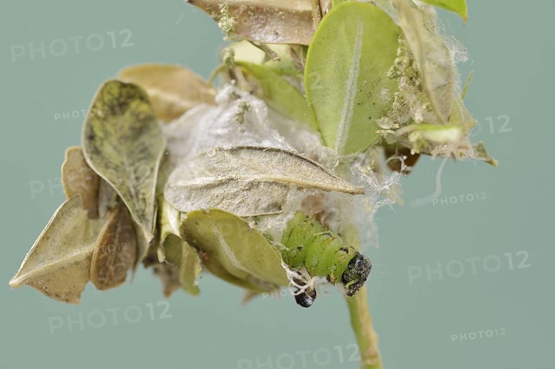 Box tree moth (Cydalima perspectalis), caterpillar shortly in front of pupation, North Rhine-Westphalia, Germany