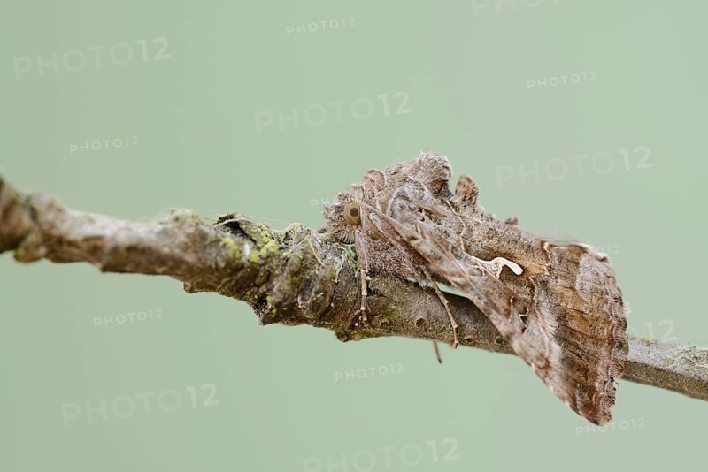 Gamma owl (Autographa gamma), North Rhine-Westphalia, Germany