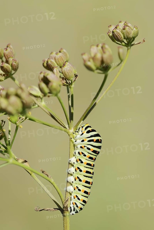 Swallowtail (Papilio machaon), caterpillar, North Rhine-Westphalia, Germany