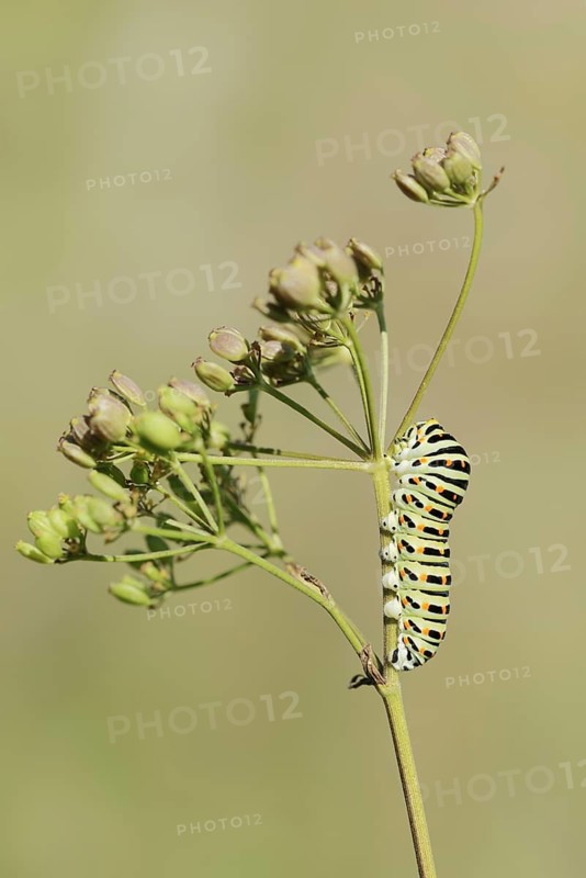 Swallowtail (Papilio machaon), caterpillar, North Rhine-Westphalia, Germany