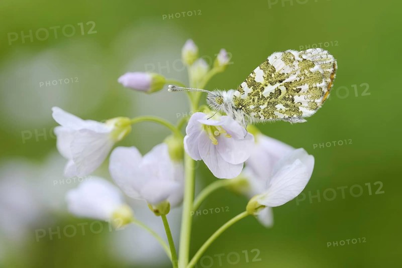 Aurora butterfly (Anthocharis cardamines) on flowering meadow foamwort (Cardamine pratensis), North Rhine-Westphalia, Germany