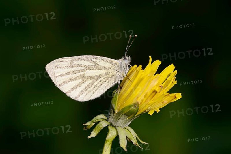 Rape white butterfly or green vein white butterfly (Pieris napi) on dandelion (Taraxacum) flower, North Rhine-Westphalia, Germany