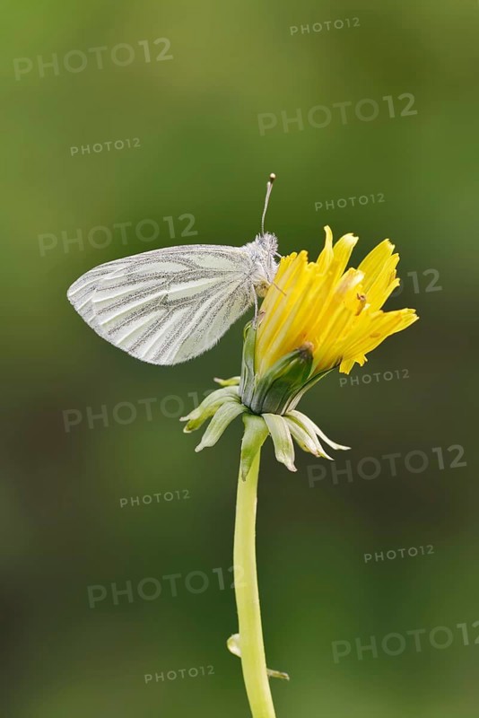 Rape white butterfly or green vein white butterfly (Pieris napi) on dandelion (Taraxacum) flower, North Rhine-Westphalia, Germany