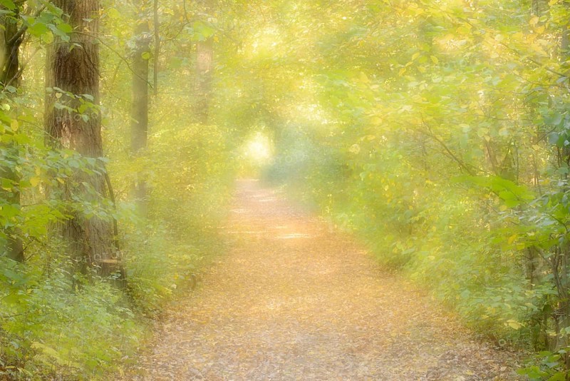Path in a deciduous forest in autumn, double exposure, North Rhine-Westphalia, Germany