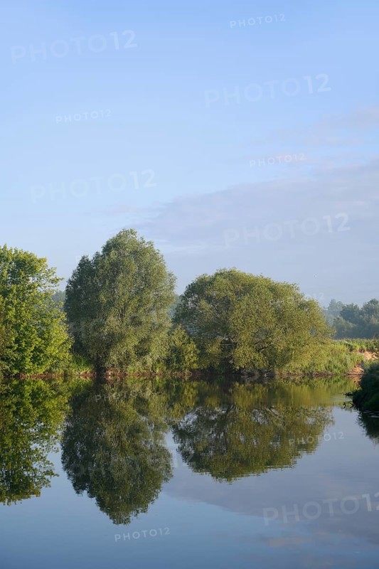 Silver willows (Salix alba) on the River Lippe, North Rhine-Westphalia, Germany