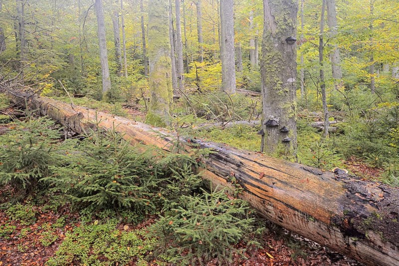Deadwood in a mixed forest in autumn, Bavarian Forest National Park, Bavaria, Germany