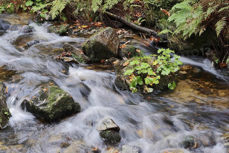 Kleine Ohe mountain stream in autumn, Bavarian Forest National Park, Bavaria, Germany