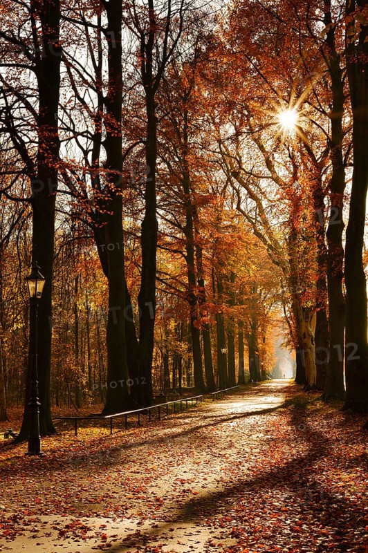 Avenue with copper beeches (Fagus sylvatica) against the light, autumn, North Rhine-Westphalia, Germany