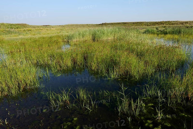 Pond on a spoil tip, habitat for the natterjack toad (Epidalea calamita), Großes Holz spoil tip, North Rhine-Westphalia, Germany