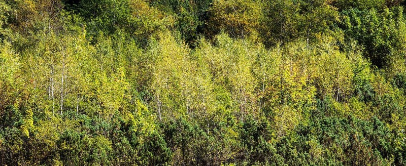 Autumn coloured birch trees, Oytal, near Oberstdorf, Oberallgäu, Allgäu, Bavaria, Germany