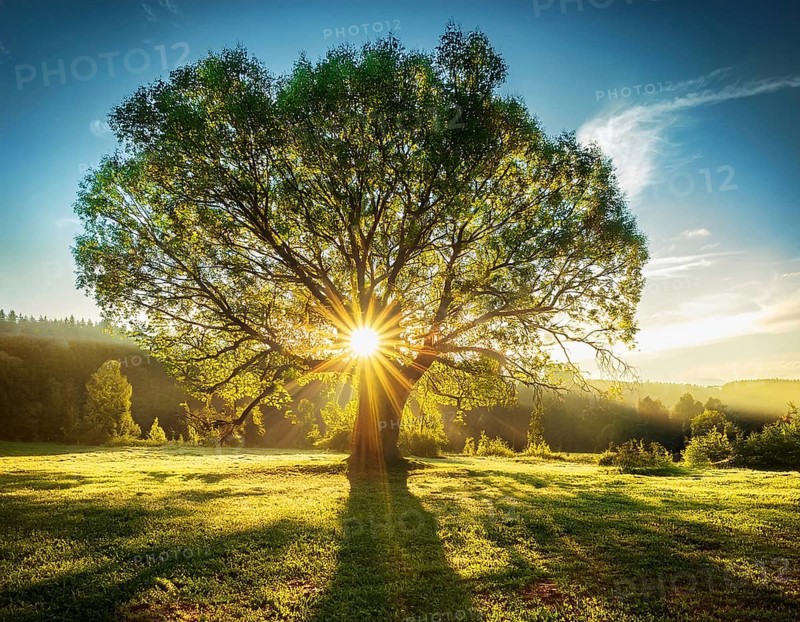 An awe-inspiring scene showcasing the sun's rays bursting through a solitary tree, illuminating a tranquil green meadow against a dramatic morning sky. A symbol of peace, life, and scenic nature, AI generated