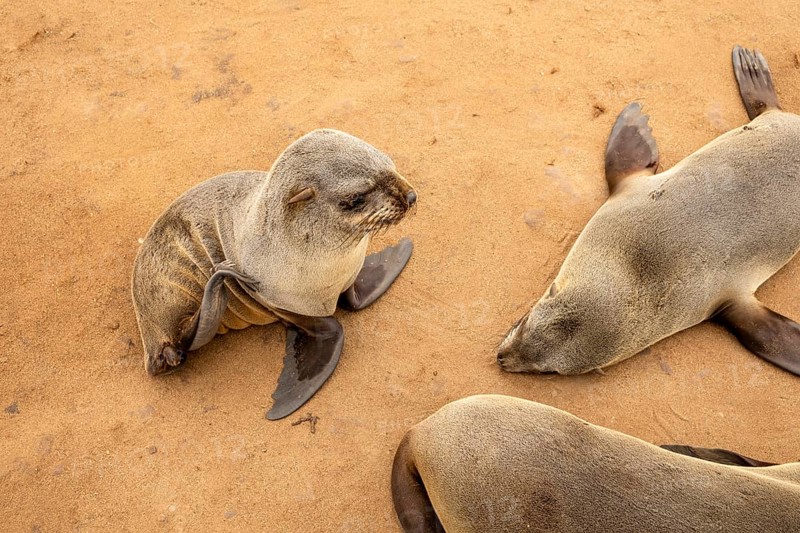 Cape fur seals resting on the sandy beach at Cape Cross Nature Reserve, Namibia