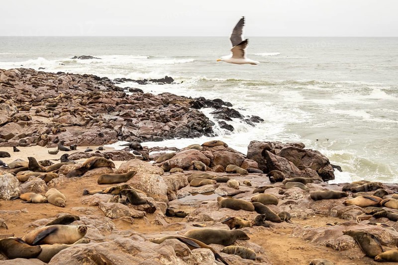 Cape fur seals resting on the sandy beach at Cape Cross Nature Reserve, Namibia