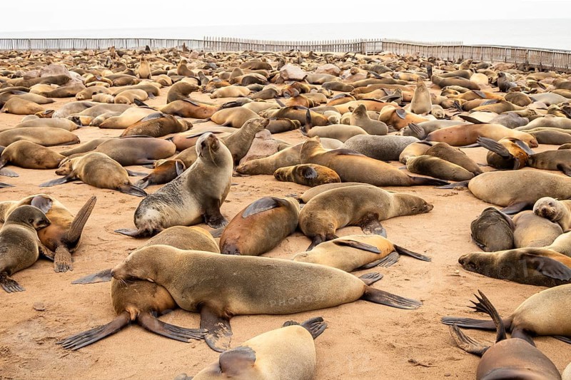 Cape fur seals resting on the sandy beach at Cape Cross Nature Reserve, Namibia