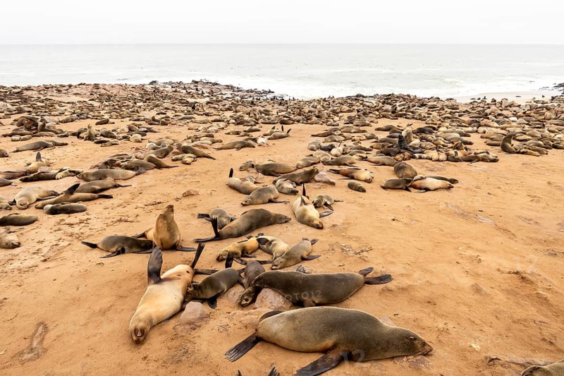 Cape fur seals resting on the sandy beach at Cape Cross Nature Reserve, Namibia