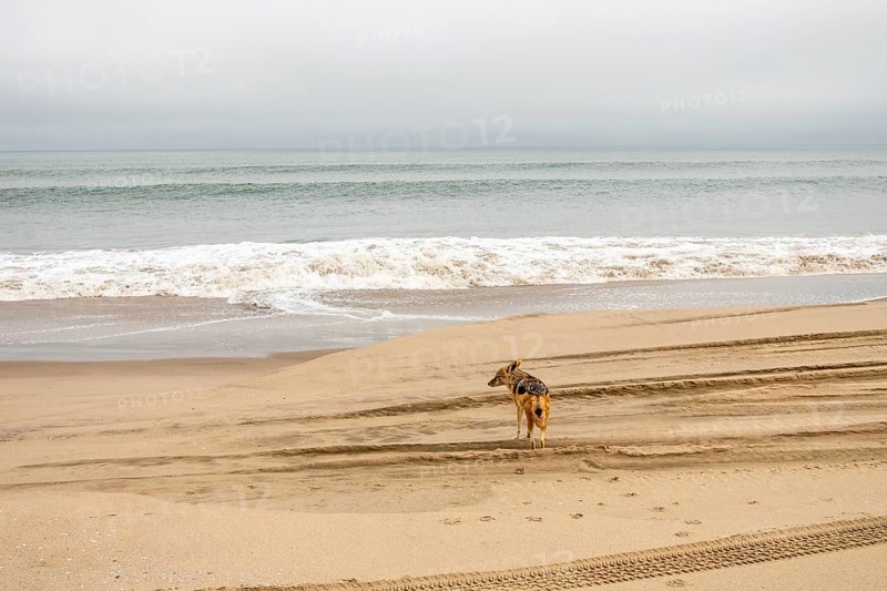Coyote walking along the coastline of Namibia near the Atlantic Ocean, set against sandy shores and rugged coastal scenery