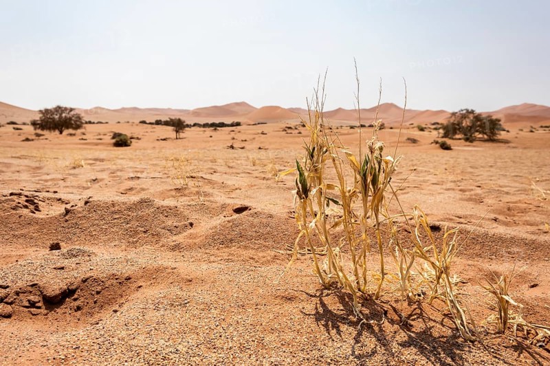 Sossusvlei, Namibia – A surreal landscape of dunes and resilient desert plants